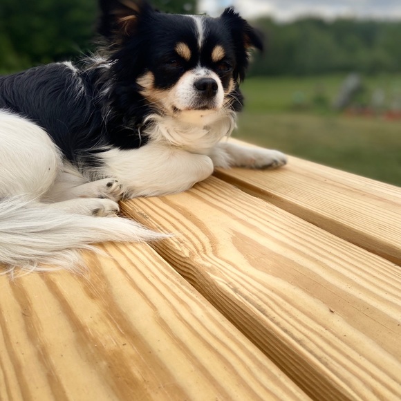 Meet your Posher, Lisa - Picture 2 of 2